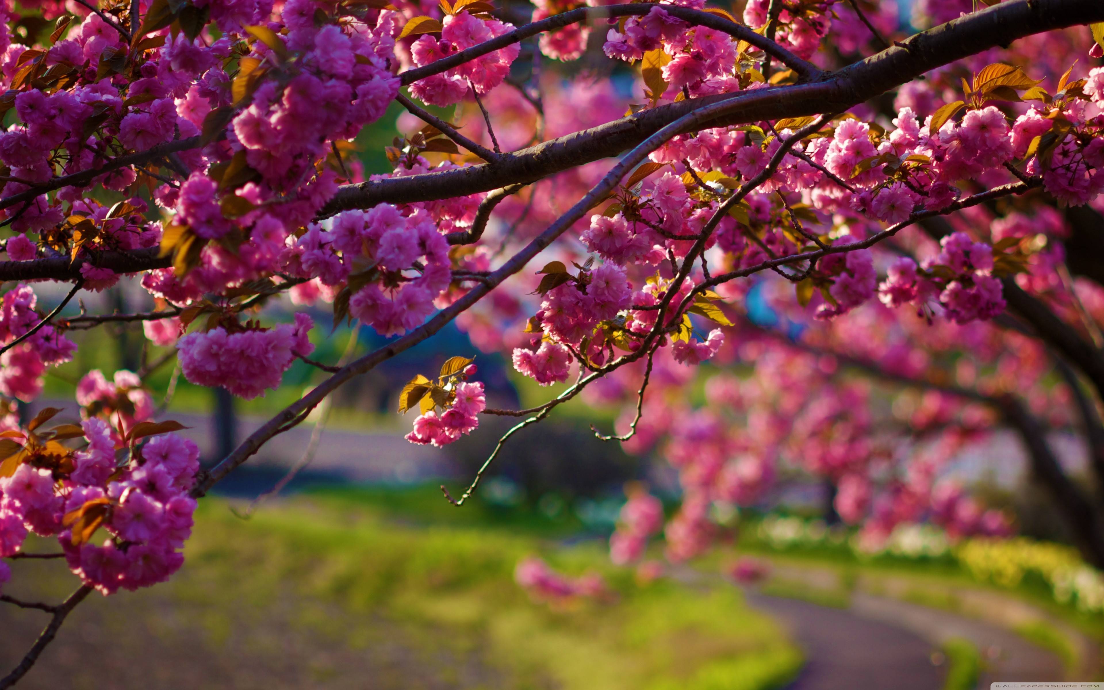 Spring wallpaper free Resolution 3840x2400 | Best Download this awesome wallpaper - Cool Wallpaper HD - CoolWallpaper-HD.com