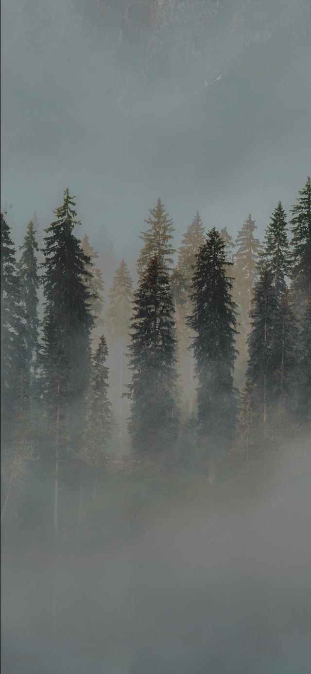 Black forest phone wallpaper Resolution 640x1384 | Best Download this awesome wallpaper - Cool Wallpaper HD - CoolWallpaper-HD.com