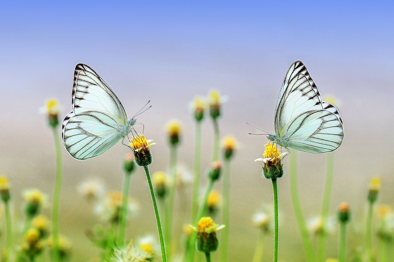 Butterflies spring wallpaper Resolution 1280x853 | Best Download this awesome wallpaper - Cool Wallpaper HD - CoolWallpaper-HD.com