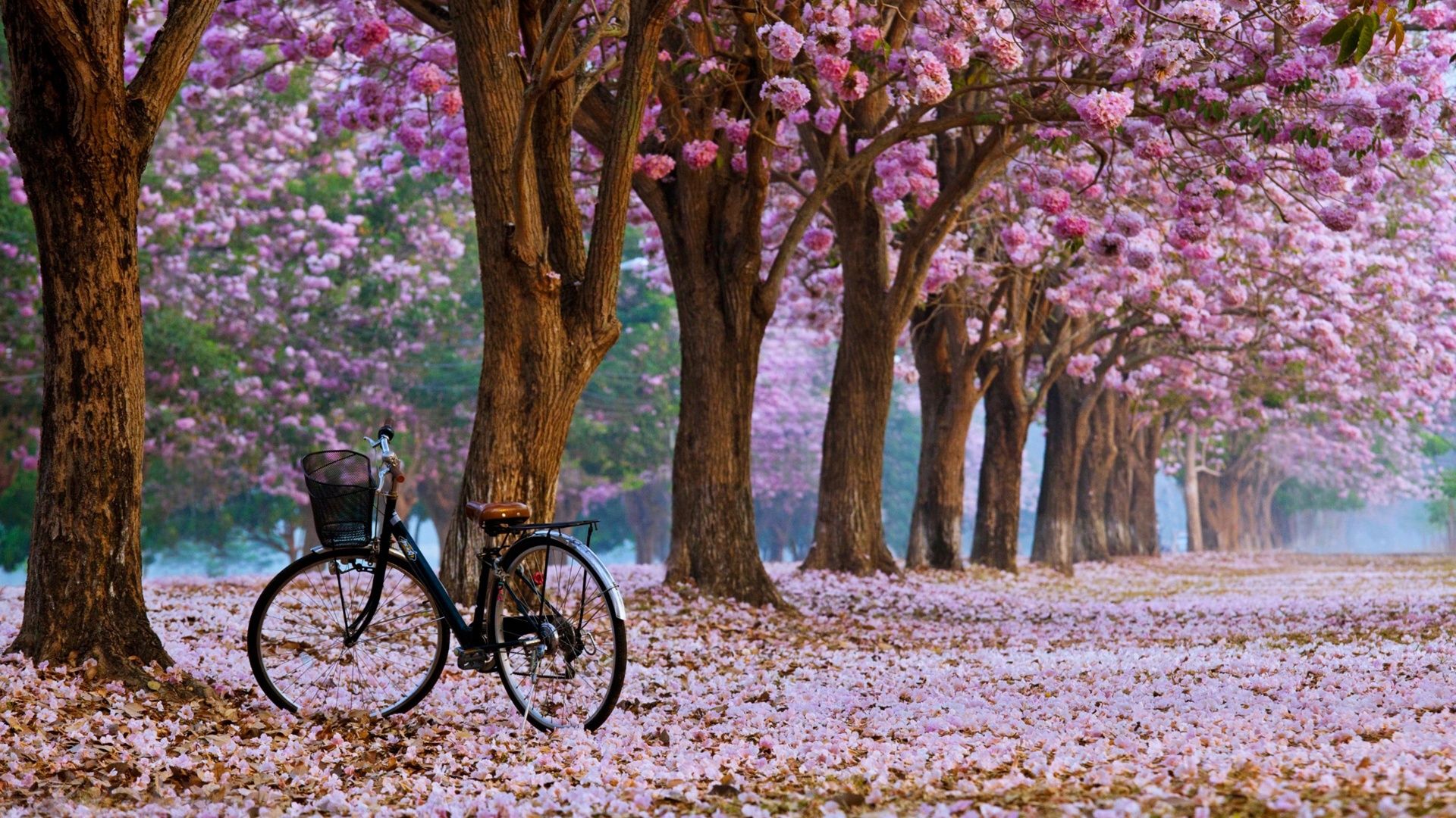 Spring season 8k wallpaper Resolution 1920x1080 | Best Download this awesome wallpaper - Cool Wallpaper HD - CoolWallpaper-HD.com