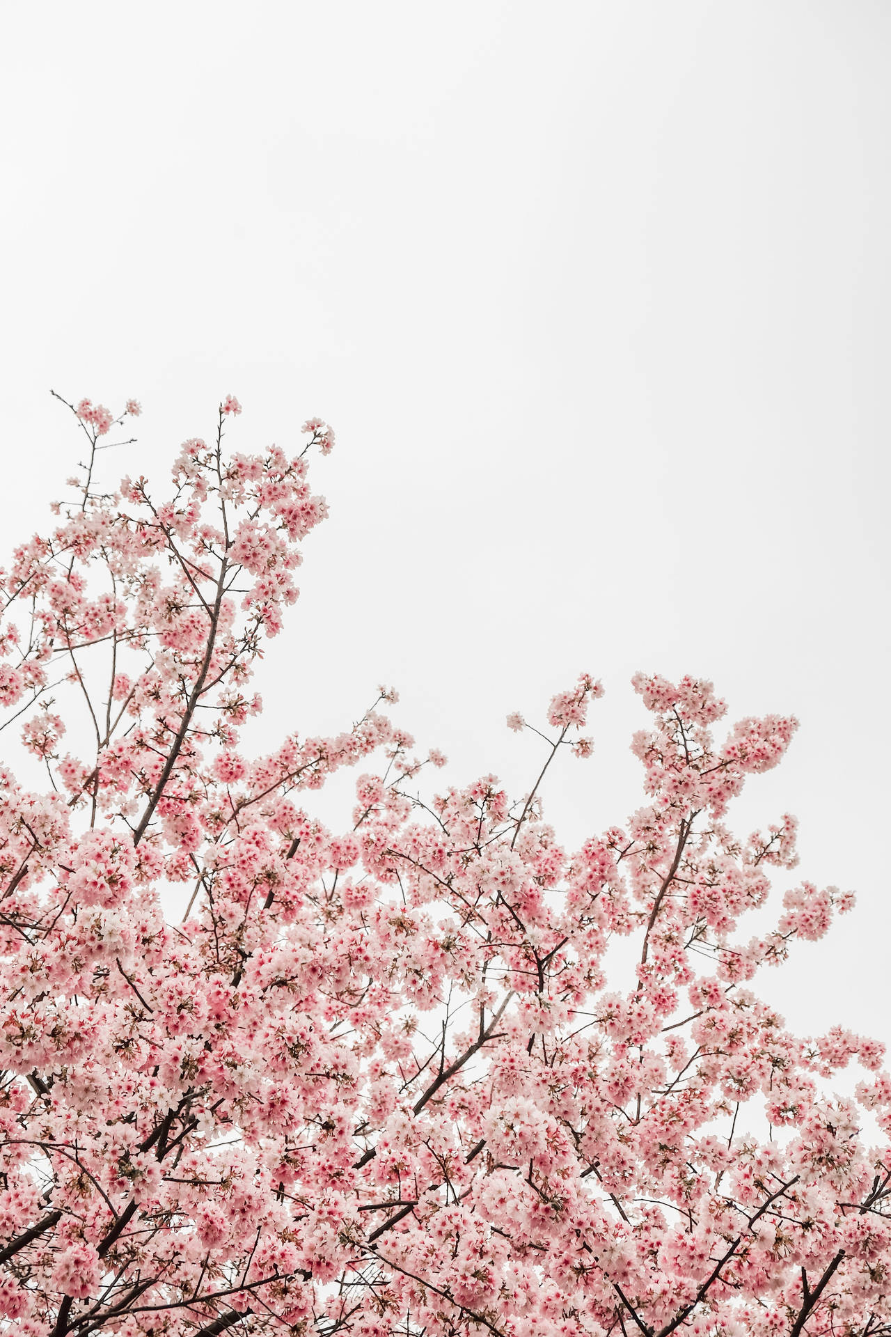 Spring season wallpaper Resolution 1280x1920 | Best Download this awesome wallpaper - Cool Wallpaper HD - CoolWallpaper-HD.com