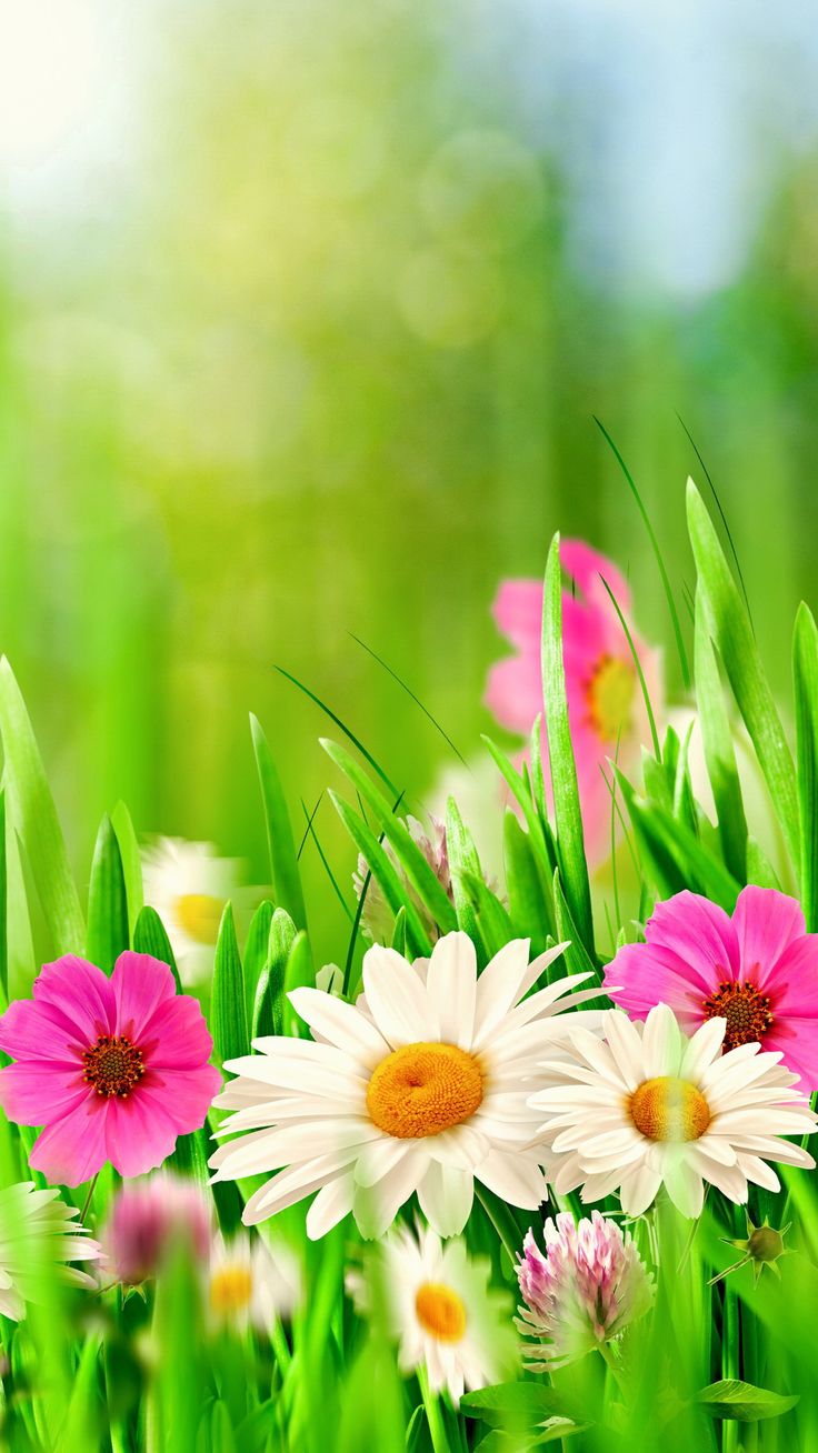 Spring season wallpaper Resolution 736x1308 | Best Download this awesome wallpaper - Cool Wallpaper HD - CoolWallpaper-HD.com
