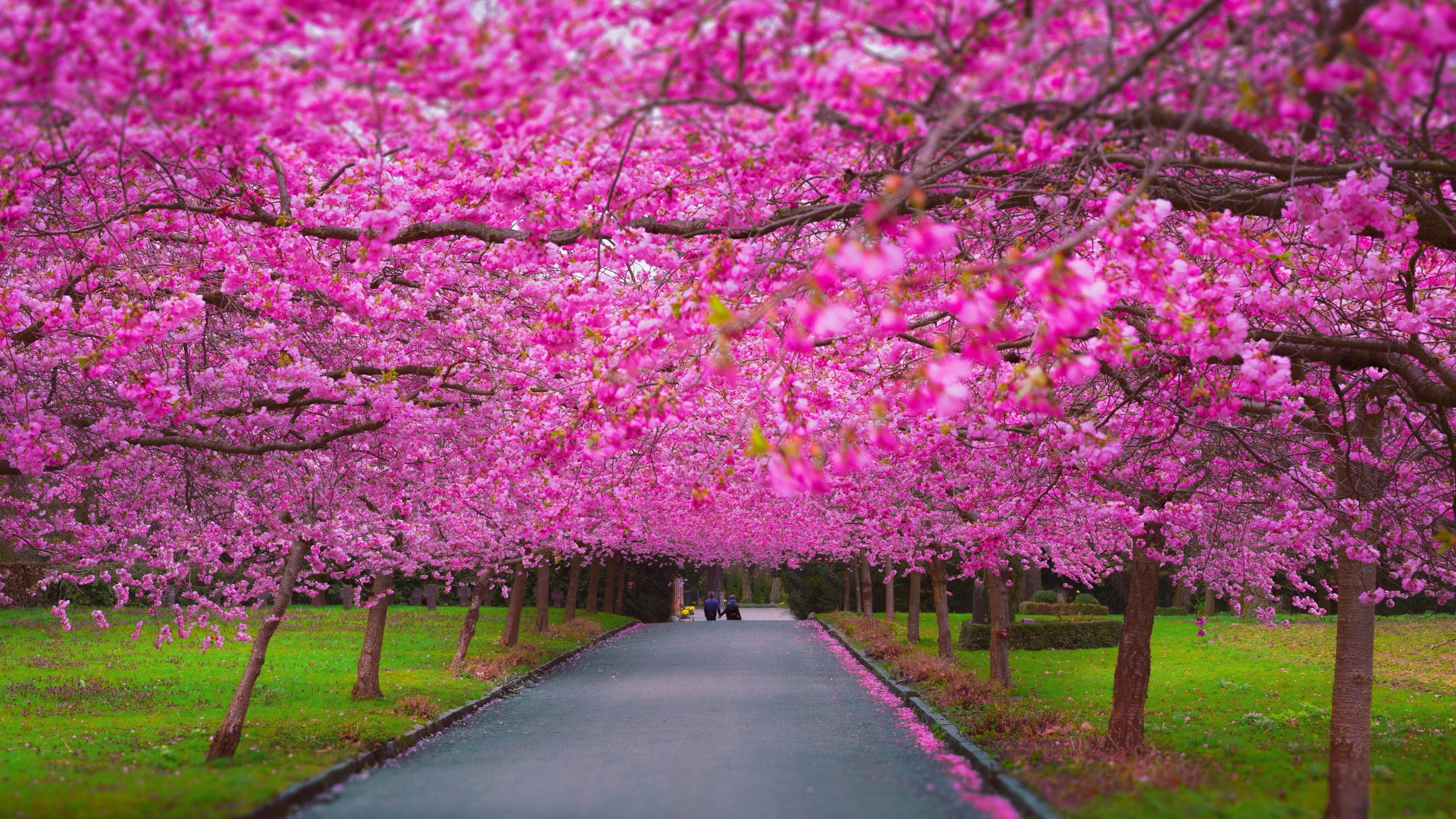 Sakura spring wallpaper Resolution 3840x2160 | Best Download this awesome wallpaper - Cool Wallpaper HD - CoolWallpaper-HD.com