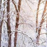 Winter Branch Tree Wallpapers