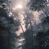 Foggy Forest Photos, Download The BEST