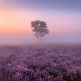 Lavender fields Wallpapers 4K, Purple