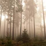 Foggy Aesthetic Spooky Forest Wallpapers