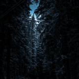 500+ Dark Forest Pictures [HD