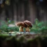 Mushrooms Wallpapers