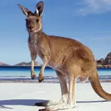 Kangaroo Wallpapers