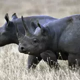Black Rhinoceros Wallpapers