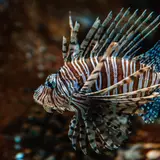 Zebra Fish Wallpapers