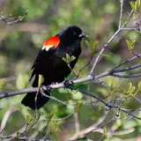 Red-winged Blackbird Wallpapers