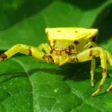 Crab Spiders Wallpapers