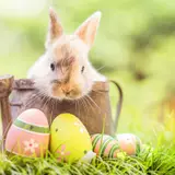 Photo Easter rabbit egg Grass